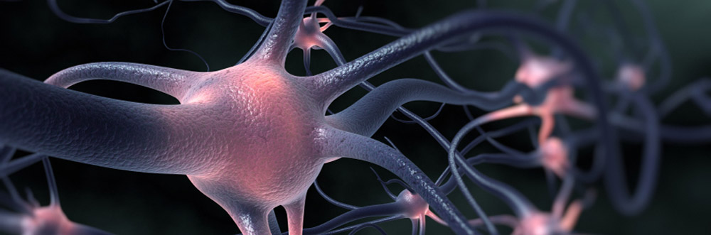 image of neuron